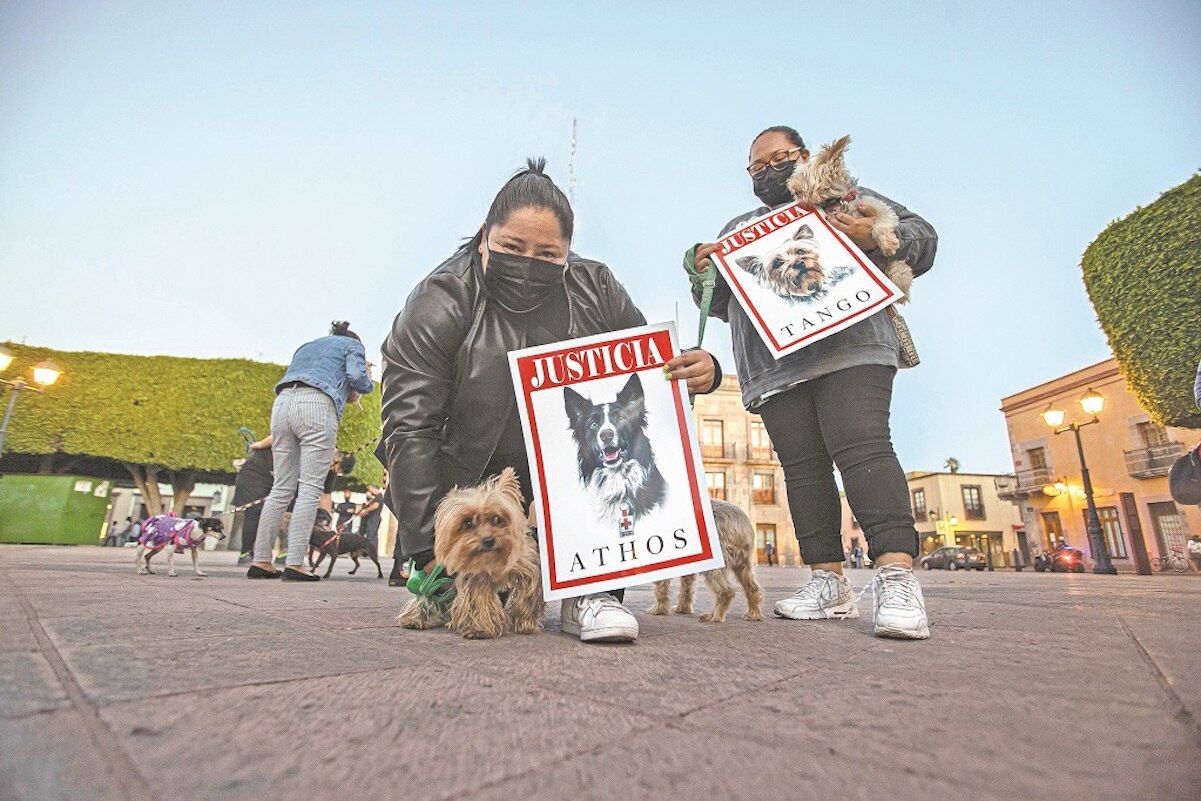 Agresor de Athos y Tango aún no está preso; proceso podría llevar un año 