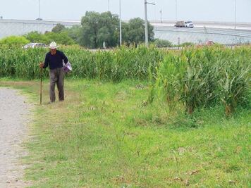 Denuncian muertes por agroquímicos