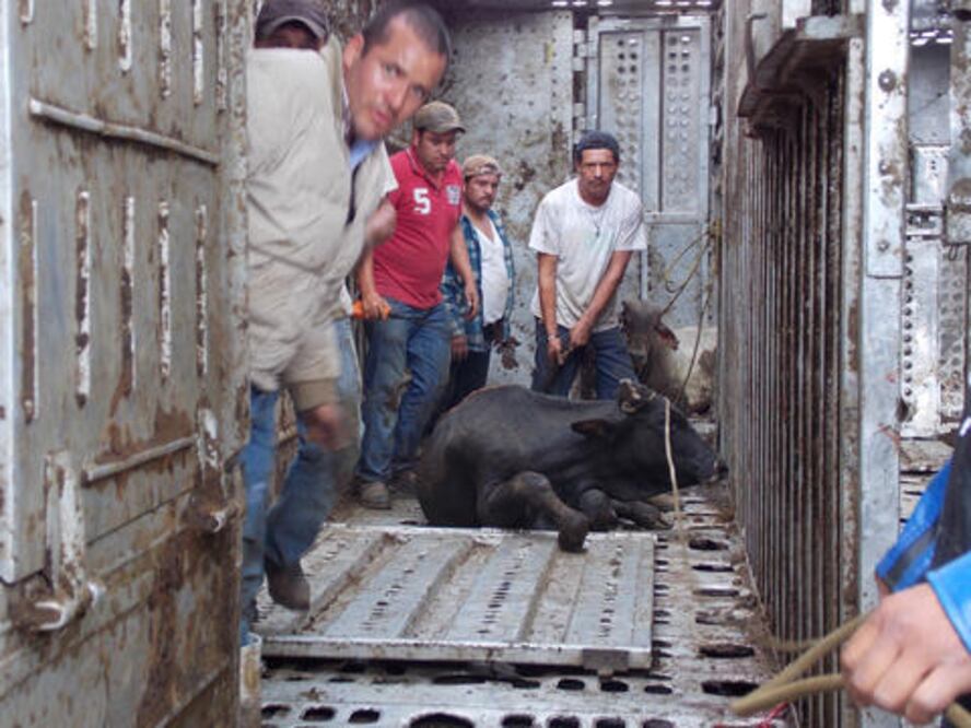 Inicia SJR programa de marcaje de ganado