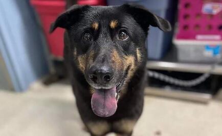 Familia en EU abandonó un perro por temor a que fuera gay