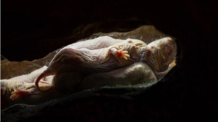 5 animales que podrían ayudarnos a vencer enfermedades humanas