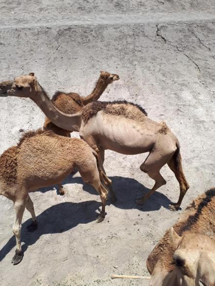 "Sin agua y llenos de moscas; así viven los animales del zoológico Wamerú", denuncian