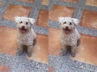 Buscan al perrito Magno en Querétaro; se extravió el 29 de septiembre