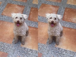 Buscan al perrito Magno en Querétaro; se extravió el 29 de septiembre
