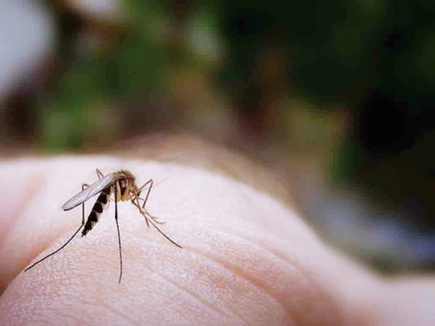 En la entidad reportan 5 casos de chikungunya