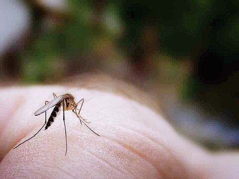 En la entidad reportan 5 casos de chikungunya