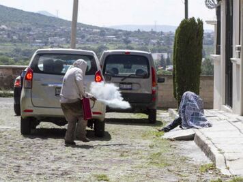 Ataca enjambre de abejas en SJR