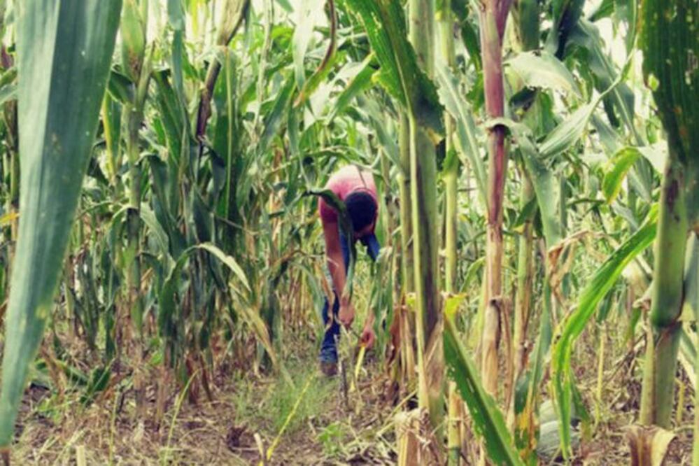 Las muestras tomadas por los estudianes son analizadas en los laboratorios especializados en Biotecnología de la UTC. (ESPECIAL)
