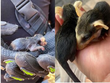 Rescatan a crías de zarigüeya en La Cañada