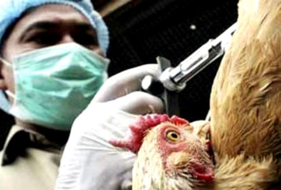 Querétaro libre de gripe aviar