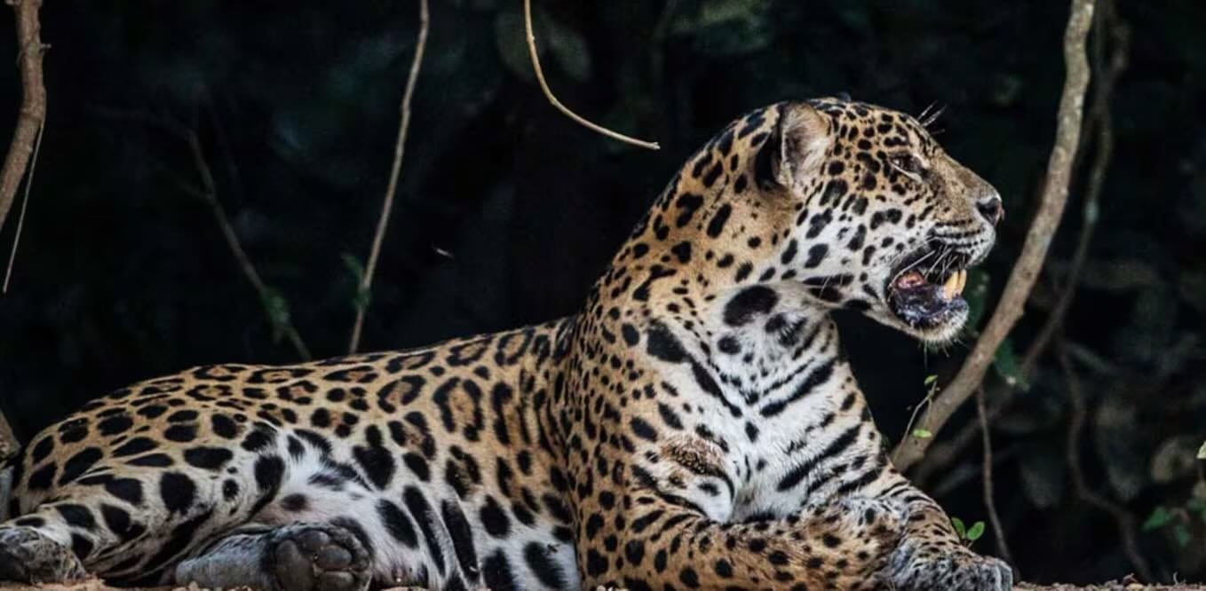 Captan en video a jaguar a 200 metros de zona arqueológica de Tulum; autoridades destacan acciones de conservación. Foto: Gregoire Dubois