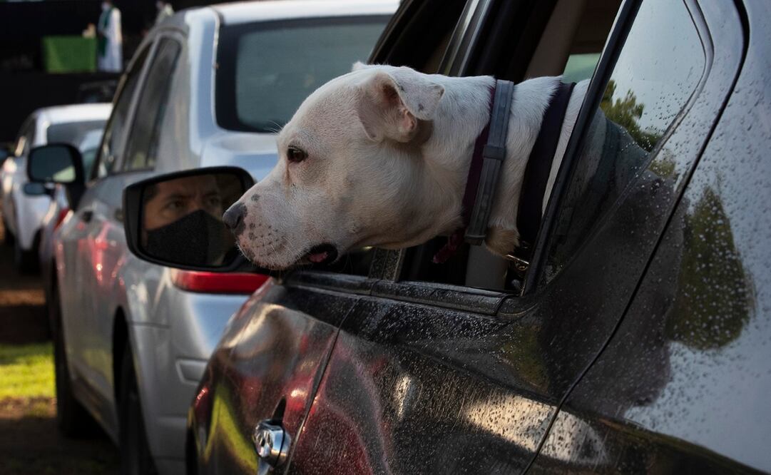 Mujer deja morir a sus perros de un golpe de calor en su carro por irse a comer con su novio en Florida