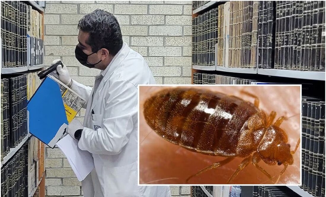 Chinches en la UNAM: ¿Qué facultades han suspendido clases por fumigación?