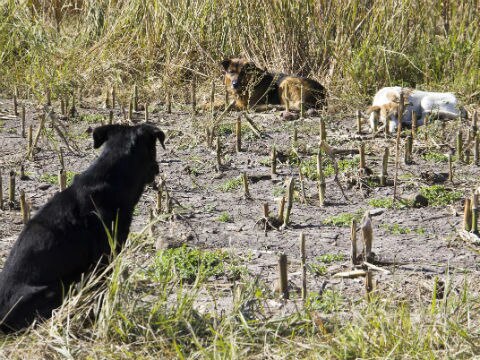 Alertan canófilos sobre criaderos irregulares