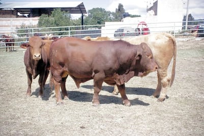  Ganaderos demandan construir nuevo rastro