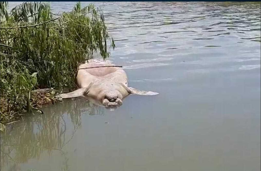 El gobernador Arturo Núñez afirmó que no se han encontrado las causas certeras de las muertes (ASOCIACIÓN DE ZOOLÓGICOS CRIADEROS Y ACUARIOS DE LA REPUBLICA MEXICANA)