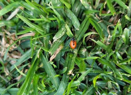 Bióloga advierte sobre riesgos de los jardines de polinización en Querétaro