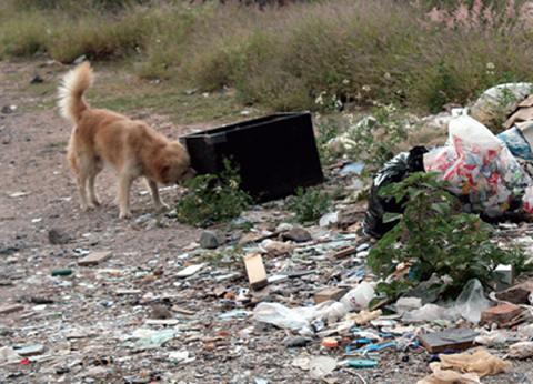 En las calles, 300 perros sin dueño