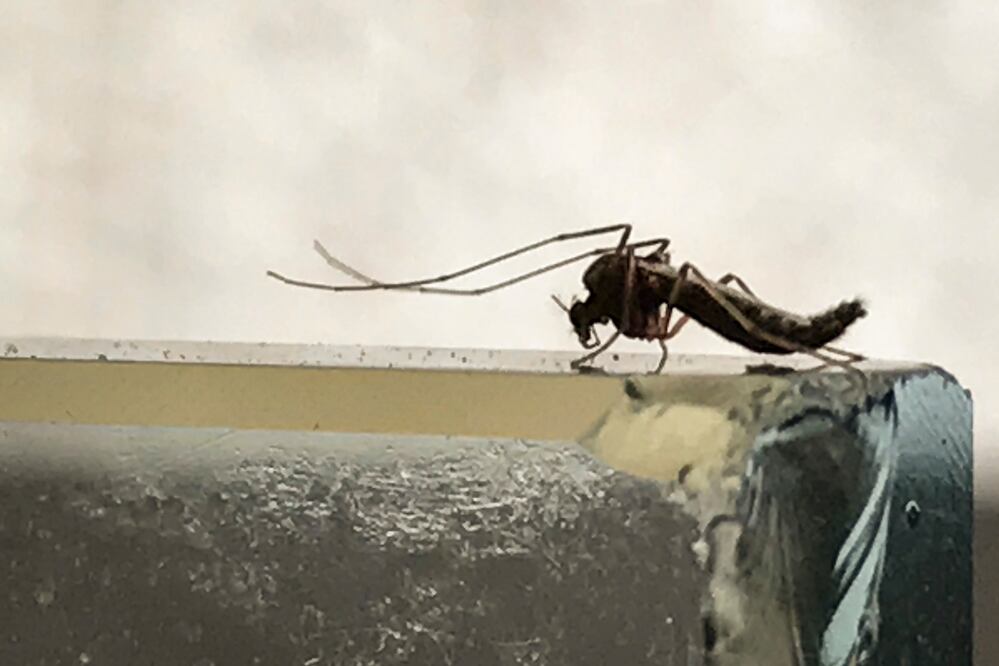 Foto: Archivo. El Universal