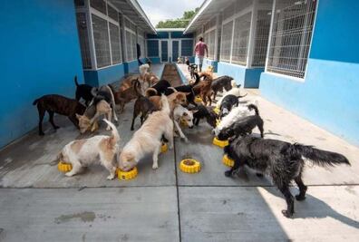 Le quitan la vida a dos perritos para entrar a robar a una empresa de Querétaro