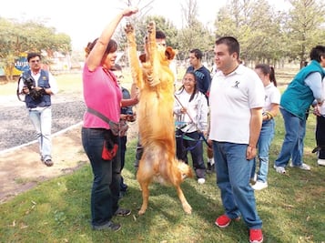 Mascotas ayudan con amor