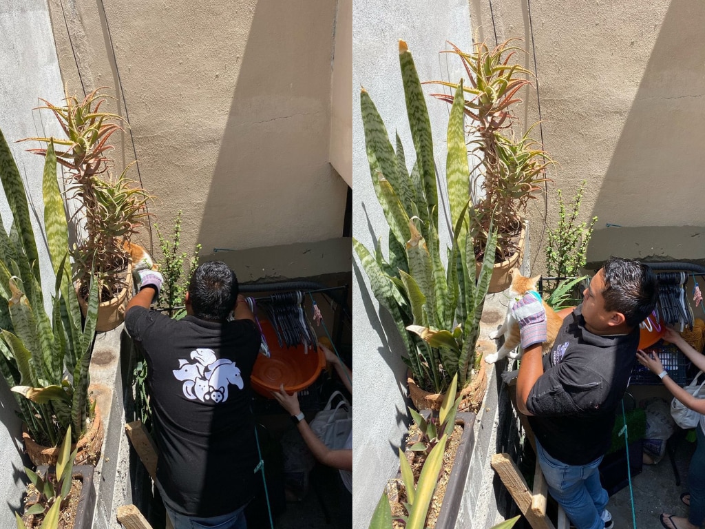 Rescatan a gatito atrapado entre dos paredes en El Marqués