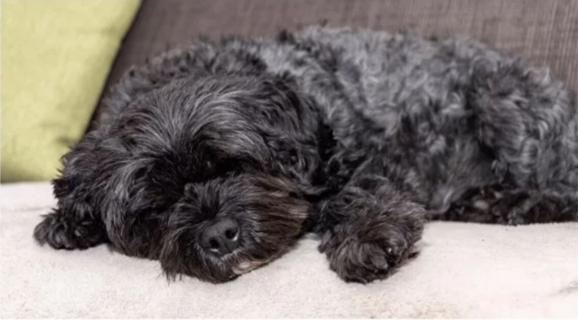 Mujer noruega muere al contraer rabia de perro que rescató en Filipinas