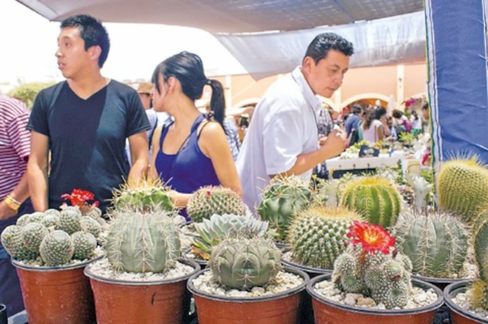 Festival de cactáceas duplica ganancias
