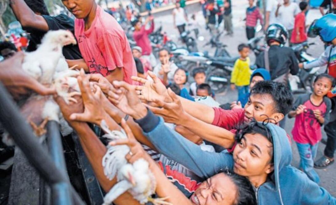 Sobrevivientes intentan obtener en Palu uno de los pollos que la policía distribuye como parte de la ayuda a la población. (JEWEL SAMAD. AFP)