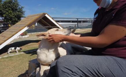 En plena cuarentena, rescatan a 188 perros en Puebla