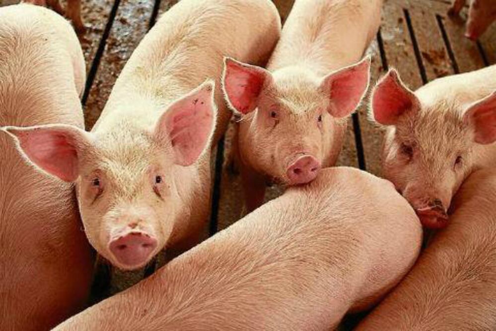 En puerta exportación de cerdos 