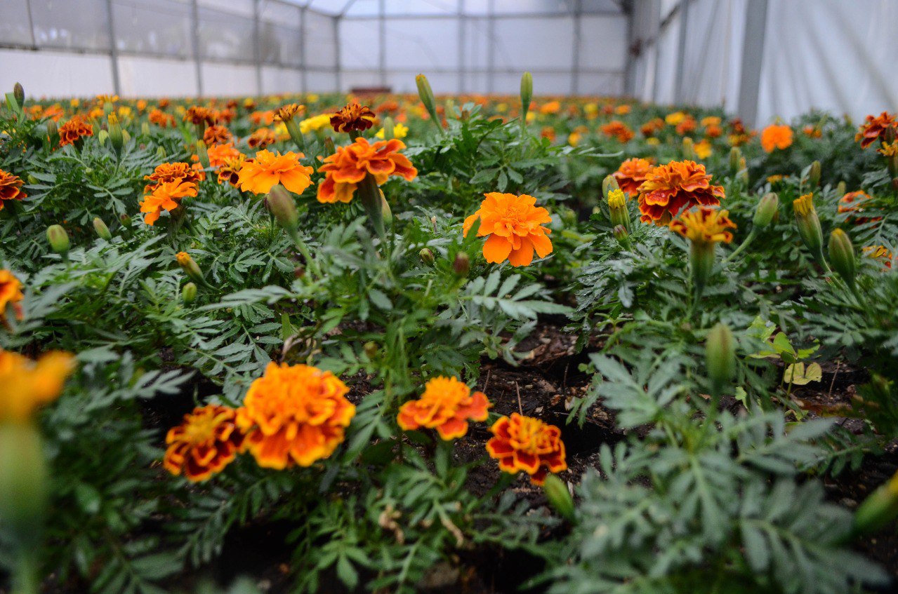 Miles de flores de cempasúchil ya están listas para decorar las calles de Querétaro