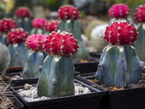 Cactáceas queretanas malbaratadas en DF