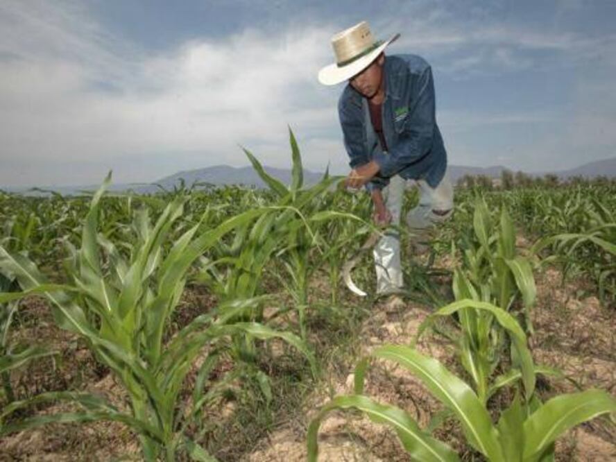 Pega a productores alza del dólar 