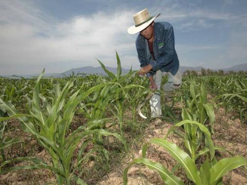Pega a productores alza del dólar
