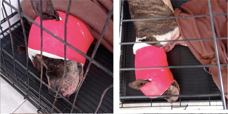 Video. Justicia para Magdaleno: machetean a un lomito en la capital de Querétaro