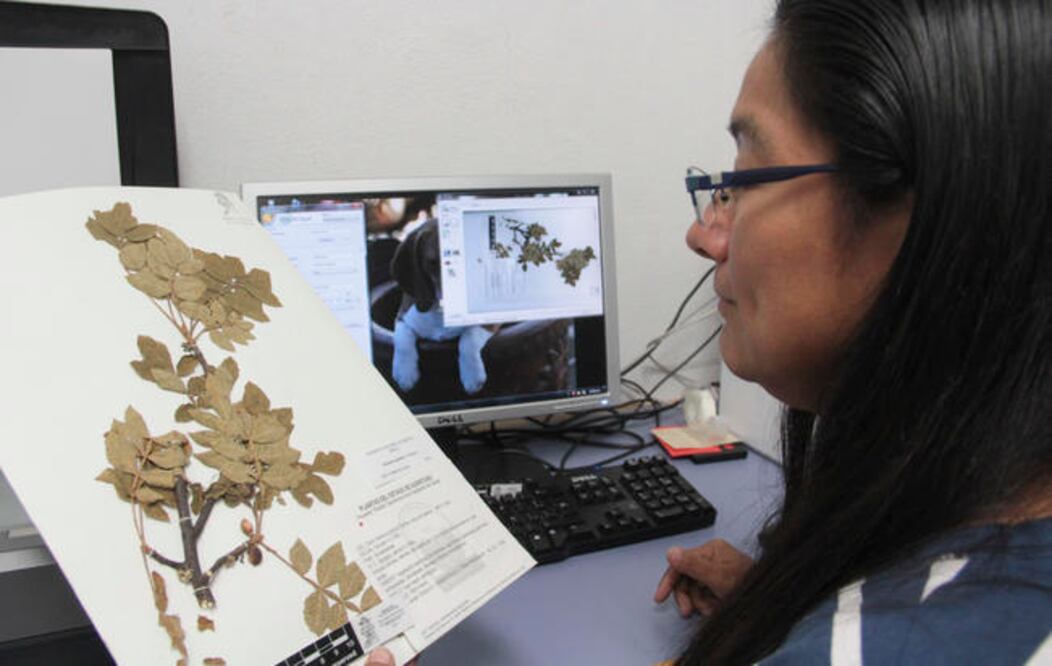 Digitalizan colección del herbario de UAQ