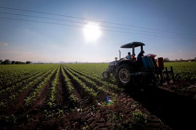 Acaparadores afectan a los productores