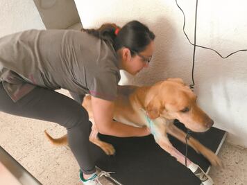 Protección Animal atiende 298 denuncias por maltrato