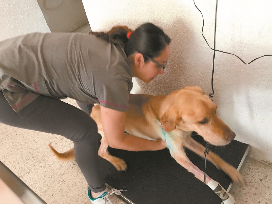 Protección Animal atiende 298 denuncias por maltrato