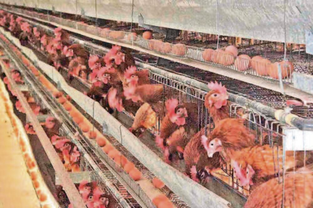 UAQ producirá cerdo y huevo en 2016