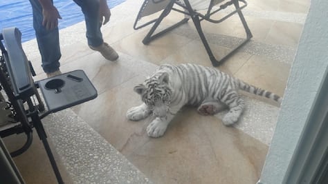 Hallan cachorro de tigre en plena calle, en Querétaro 