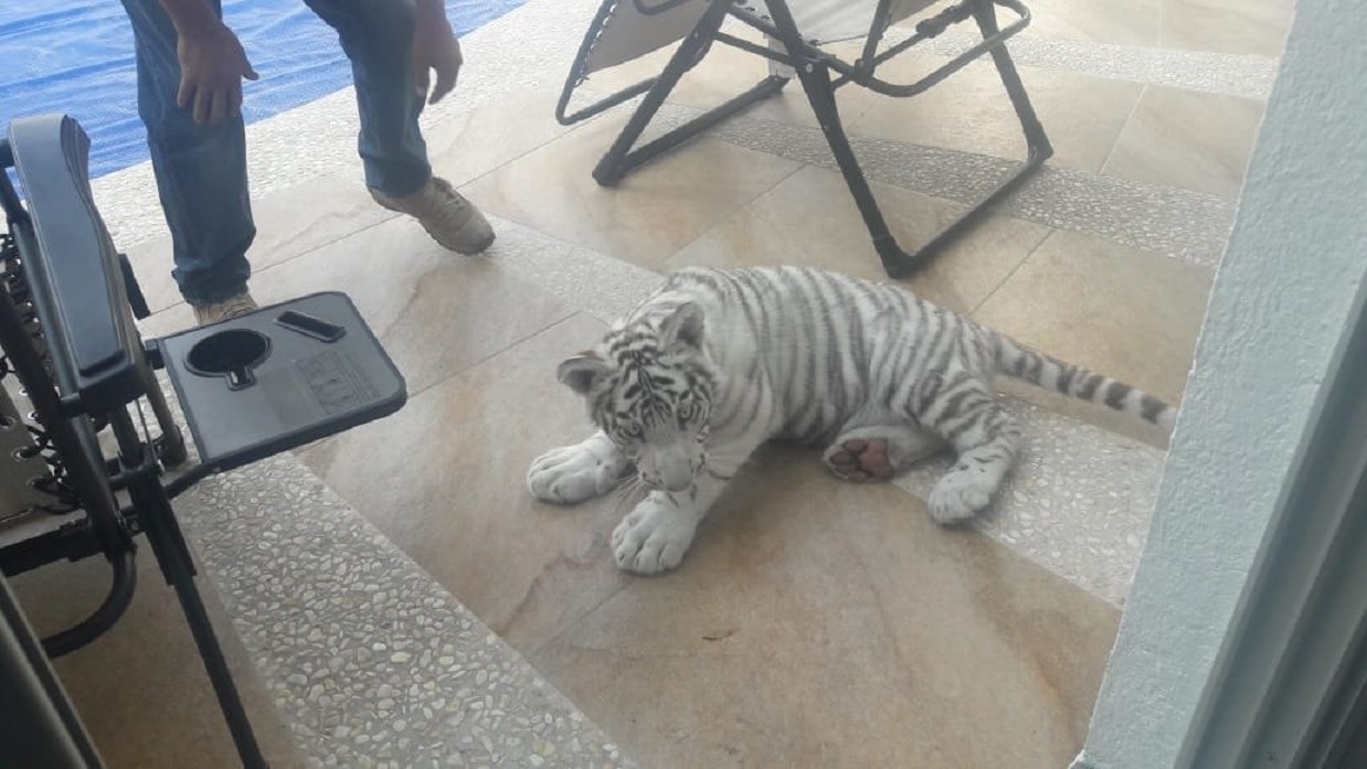 Hallan cachorro de tigre en plena calle, en Querétaro