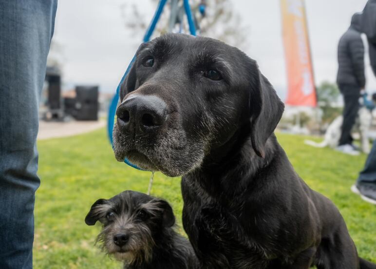 Invitan a jornada de adopción de perros y gatos en Plaza La Victoria