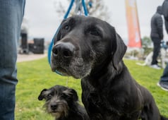 Invitan a jornada de adopción de perros y gatos en Plaza La Victoria