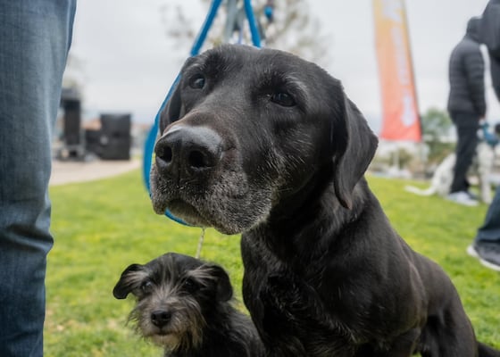 Invitan a jornada de adopción de perros y gatos en Plaza La Victoria