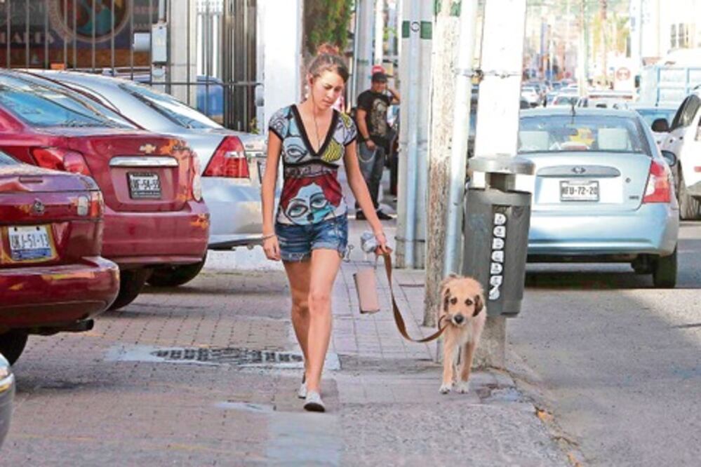 Se suma Comisión de Desarrollo a realización de censo de animales