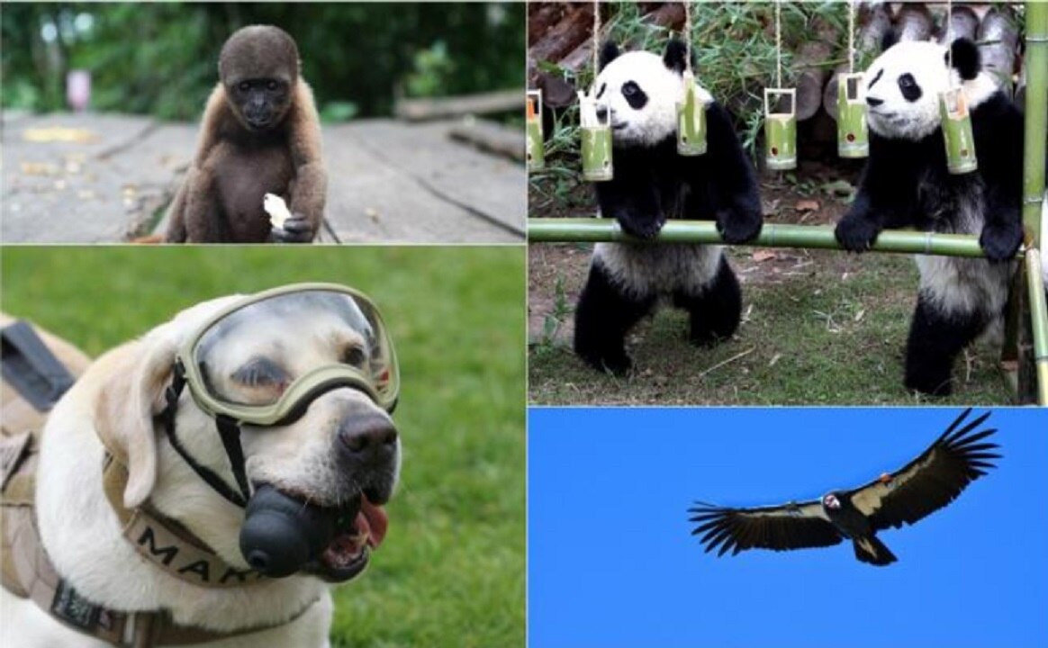Foto: EFE y Xinhua