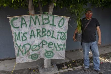 Trueque. Cambia arbolitos por despensas para sobrevivir