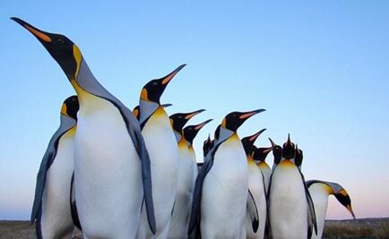 El pingüino rey podría extinguirse por culpa del cambio climático